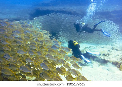 Diving With A Huge School Of Yellow Snappers And Two Divers Off The Coast Of The Island Gran Canaria