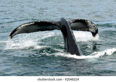 Humpback Whale Flipping Tail Before Diving Stock Photo (Edit Now) 20095198