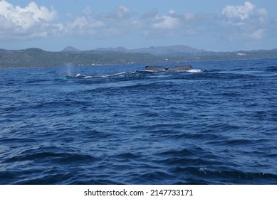 Diving Humpback Whale In Samana Bay In The Dominican Republic