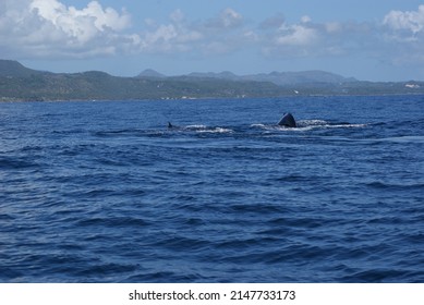 Diving Humpback Whale In Samana Bay In The Dominican Republic