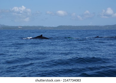 Diving Humpback Whale In Samana Bay In The Dominican Republic