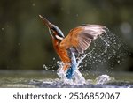 Diving kingfishers in UK autumntime
