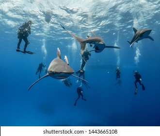 Diving and Oceanic Whitetip sharks off Cat Island  Bahamas