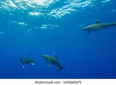 Diving with Oceanic Whitetip Sharks off Cat Island, Bahamas