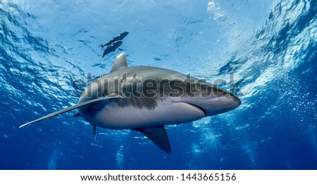 Diving with Oceanic Whitetip sharks off Cat Island, Bahamas