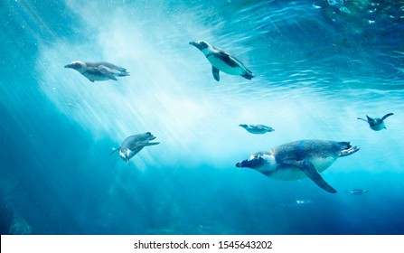 Diving penguin herd. Ocean underwater with marine animals. Sun rays passing through the water surface. - Powered by Shutterstock