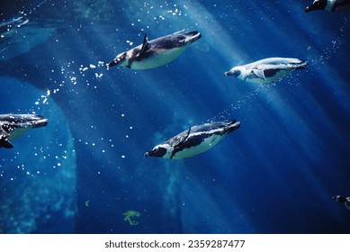 Diving penguin herd. Ocean underwater with marine animals. Sun rays passing through the water surface. Wroclaw, Poland. Zoo. - Powered by Shutterstock