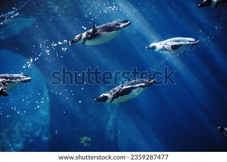 Diving penguin herd. Ocean underwater with marine animals. Sun rays passing through the water surface. Wroclaw, Poland. Zoo.