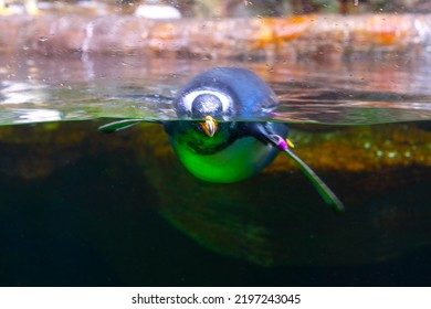 Diving Penguin In Large Aquarium 