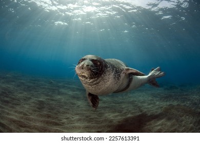 Diving picture of Mediterranean monk seal