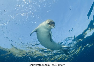 Diving Picture Of Mediterranean Monk Seal, Gokova Bay Turkey.