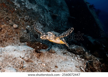 Diving with Sea turtle, Friendly turtle encounter while learning how to behave around