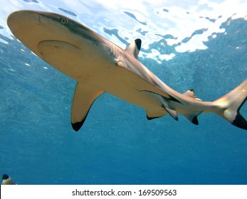 Diving With Shark, Tahiti