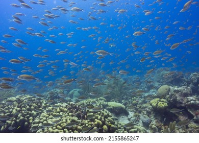 Diving Through A School Of Fish Underwater Swimming Around Coral On The Ocean Floor Off The Island Of Bonaire In The Caribbean; Seascape