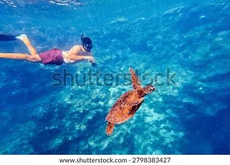 Diving with turtles in Rarotonga