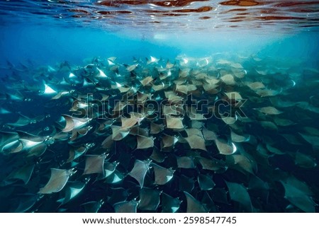 diving underwater with a Huge school of mobulas mobula munkiana in cortez sea ensenada de muertos baja de los sunos baja california sur Mexico close up