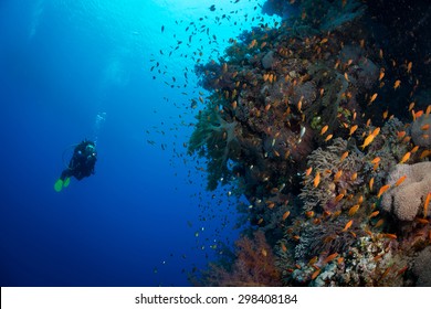 Diving The Wall, Red Sea, Egypt