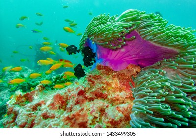 Diving At Weh Island Sabang, Aceh 