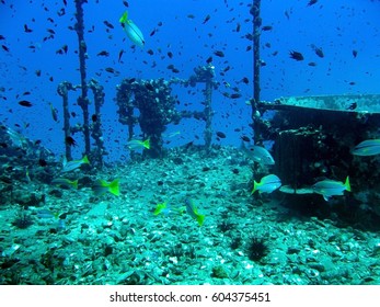 Diving Wreck Underwater Life 
