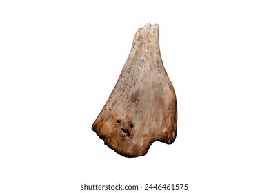 Divinity bone or Oracle bones isolated on whit background. Use in the fortune telling ceremonies of ancient Chinese since Shang Dynasty. Ancient Recording through Drawing.