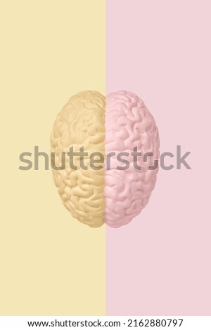 The division into the left and right hemispheres of the human brain, top view of the brain model. The concept of lateralization, functional specialization of human brain