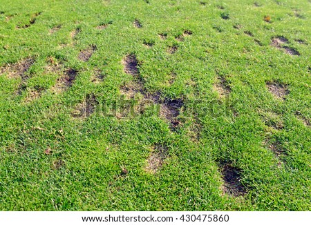 Divots in green grass fairway from golfers on golf course