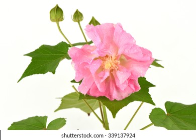 Cotton Rosemallow High Res Stock Images Shutterstock