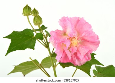 Cotton Rosemallow High Res Stock Images Shutterstock