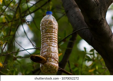 DIY Bird Feeder At Park