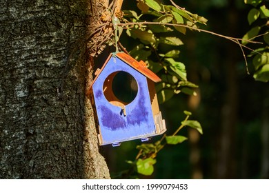 DIY Blue Bird Feeder. Handmade Birdhouse For Birds. Tree House And Bird Food. Taking Care Of Animals. High Quality Photo