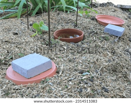 DIY continuous jar watering system, called oyas or ollas, around young vegetable plants, on mulched soil.