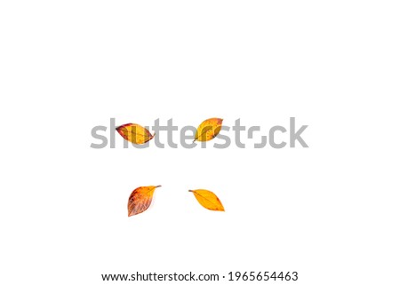 DIY leaf craft, various colorful dead leaves