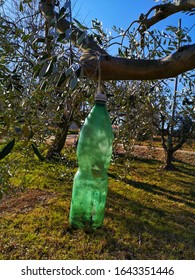 DIY Organic Olive Fly Trap