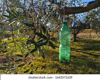 DIY Organic Olive Fly Trap