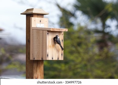 DIY Wood Birdhouse And  Black-capped Chickadee 