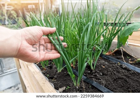 DIY wooden pallet with raised garden bed and growing green fresh organic homegrown scallions chives vegetable sprouts seedlings in eco-friendly small home greenhouse at yard. Domestic farming concept
