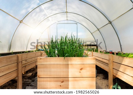 DIY wooden pallet with riased garden bed and growing green fresh organic homegrown scallions and vegetable sprouts seedlings in eco-friendly small home greenhouse at yard. Domestic farming concept