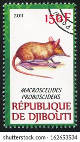 DJIBOUTI - CIRCA 2011: stamp printed by Djibouti, shows Short-eared elephant shrew, circa 2011