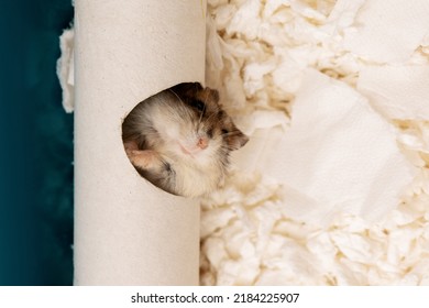 Djungarian hamster looking out from hole of pet tunnel, top view