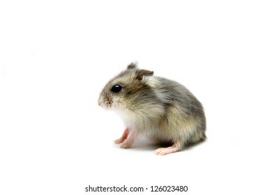 Djungarian Hamster (Phodopus sungorus) baby isolated on white