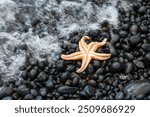 Djupalonssandur Beach Iceland, upside down starfish at water