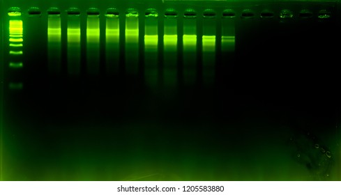 DNA Analysis By PCR-RFLP Of Apis Mellifera By Gel Electrophoresis, PCR Band Of Honey Bees, DNA Sequencing Technique.