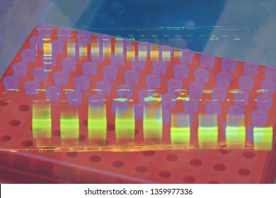 DNA Analysis By PCR-RFLP Of Apis Mellifera By Gel Electrophoresis, PCR Band Of Honey Bees, DNA Sequencing Technique.