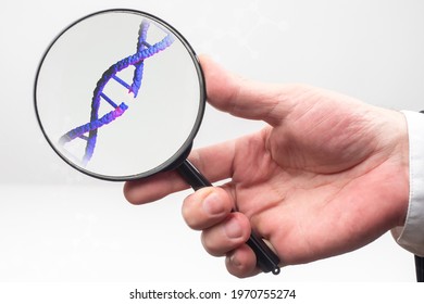 DNA Disease Concept. A Break In Genome Molecule Like Sivol DNA Disease. Genome Molecule Under A Magnifying Glass. Hand With A Magnifying Glass On A White Background. DNA Disease In Genetics