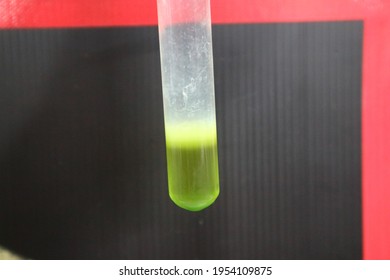 DNA Extraction From Plant Material Broccoli