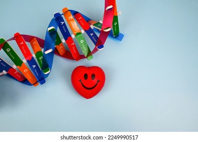 DNA helix structure and smiling heart. Temperament determined by genetics. Physical and Personality Traits from DNA. Health and medical educational concept
