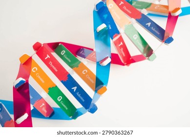 DNA molecule spiral structure model isolated on white background, chromosome and gene chemical science biology.