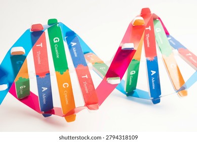 DNA molecule spiral structure model isolated on white background, chromosome and gene chemical science biology.