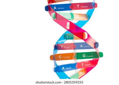 DNA molecule spiral structure model isolated on white background, chromosome and gene chemical science biology.