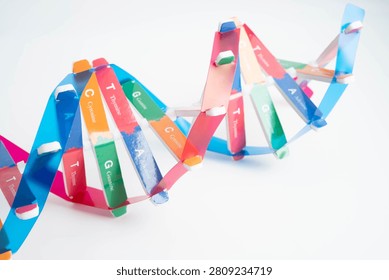 DNA molecule spiral structure model isolated on white background, chromosome and gene chemical science biology.
